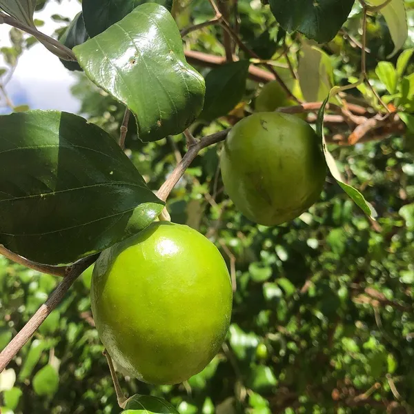 Ber_Apple_Plant_(Hybrid,_Pack_of_1)