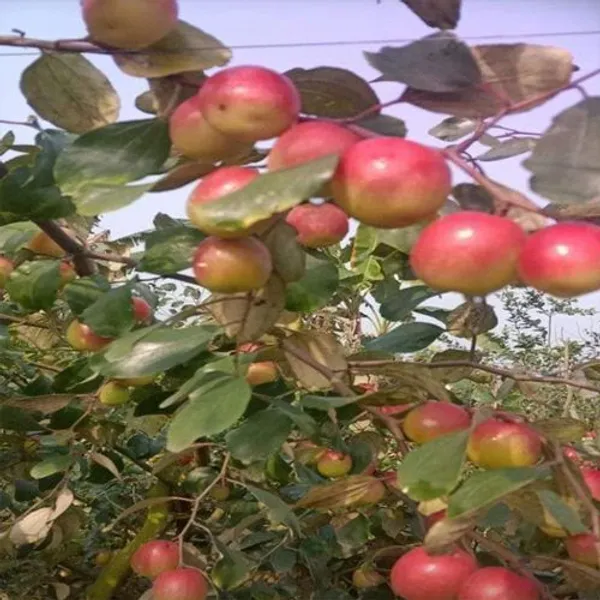 Ber_Apple_Plant_(Hybrid,_Pack_of_1)