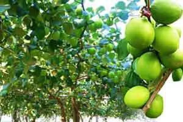 Ber_Apple_Plant_(Hybrid,_Pack_of_1)