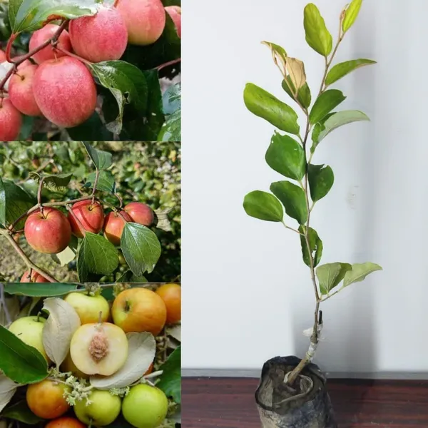 Ber_Apple_Plant_(Hybrid,_Pack_of_1)