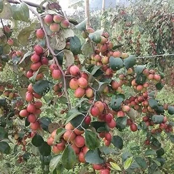 Ber_Apple_Plant_(Hybrid,_Pack_of_1)