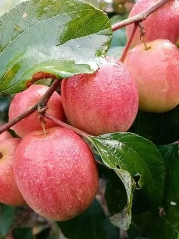 Ber_Apple_Plant_(Hybrid,_Pack_of_1)
