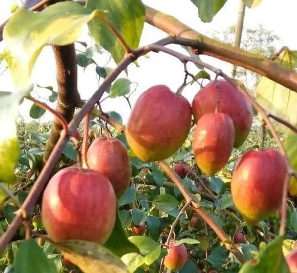 Apple_Plant_(Hybrid,_Pack_of_1)