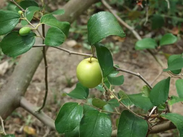 Ber_Apple_Plant_(Hybrid,_Pack_of_1)