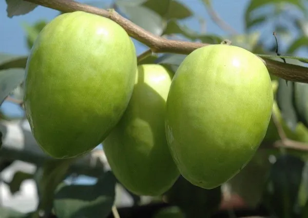 Ber_Apple_Plant_(Hybrid,_Pack_of_1)
