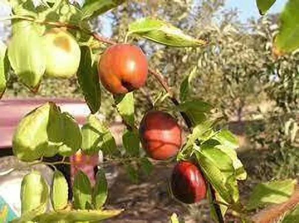 Ber_Apple_Plant_(Hybrid,_Pack_of_1)