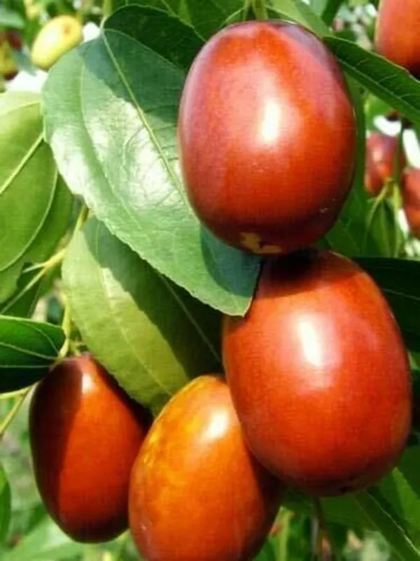 Ber_Apple_Plant_(Hybrid,_Pack_of_1)