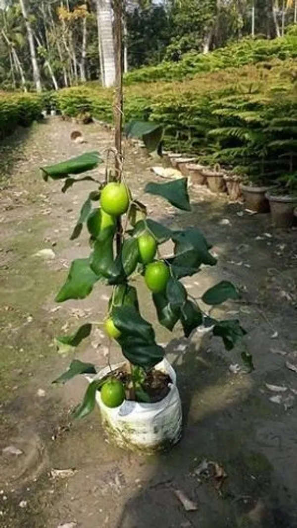 Ber_Apple_Plant_(Hybrid,_Pack_of_1)