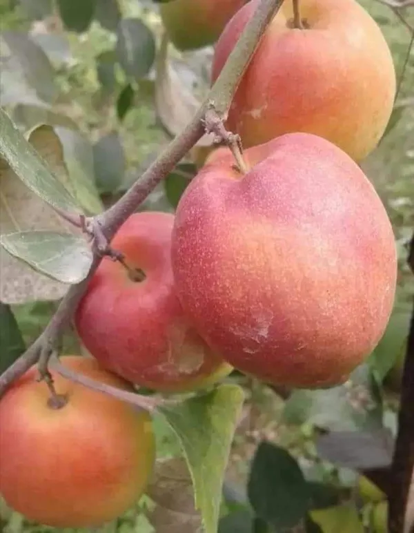 Ber_Apple_Plant_(Hybrid,_Pack_of_1)
