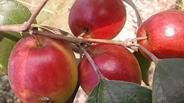 Apple_Plant_(Hybrid,_Pack_of_1)