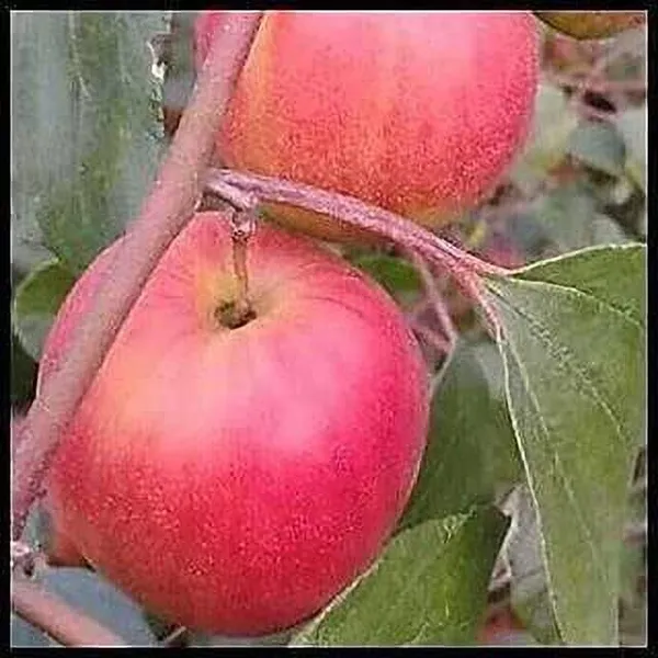 Apple_Plant_(Hybrid,_Pack_of_1)