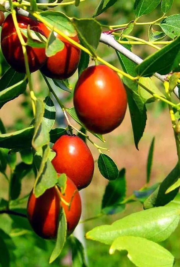 Apple_Plant_(Hybrid,_Pack_of_1)