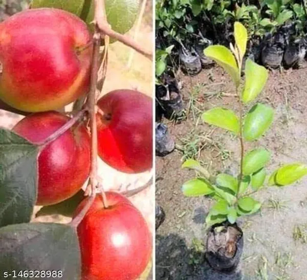 Ber_Apple_Plant_(Hybrid,_Pack_of_1)