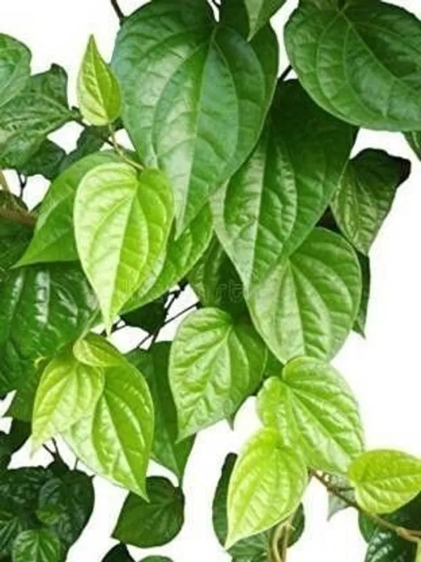 Betel_Leaf_Plant_(Hybrid,_Pack_of_1)