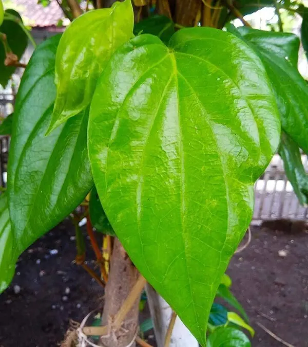 Betel_Leaf_Plant_(Hybrid,_Pack_of_1)