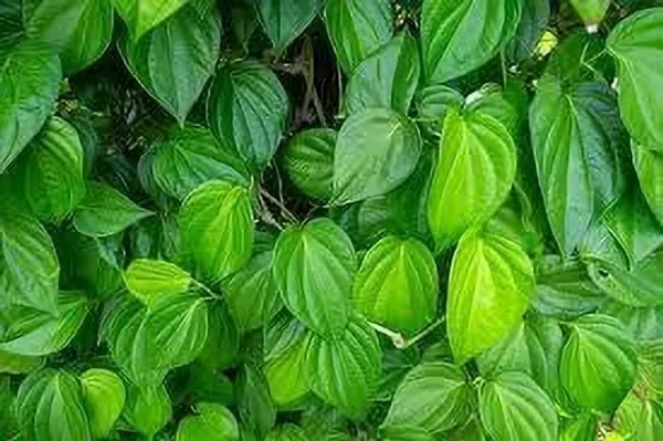 Betel_Leaf_Plant_(Hybrid,_Pack_of_1)