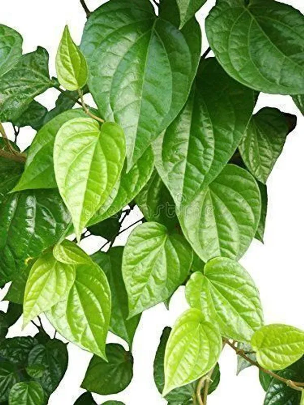 Betel_Leaf_Plant_(Hybrid,_Pack_of_1)