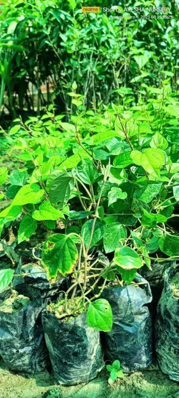 Betel_Leaf_Plant_(Hybrid,_Pack_of_1)
