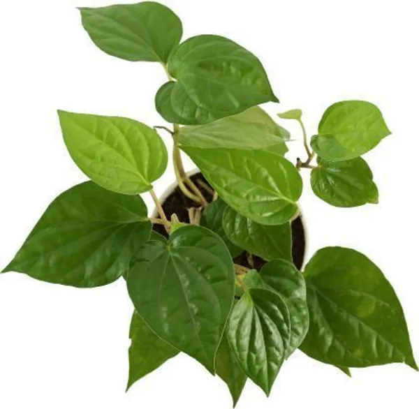 Betel_Leaf_Plant_(Hybrid,_Pack_of_1)