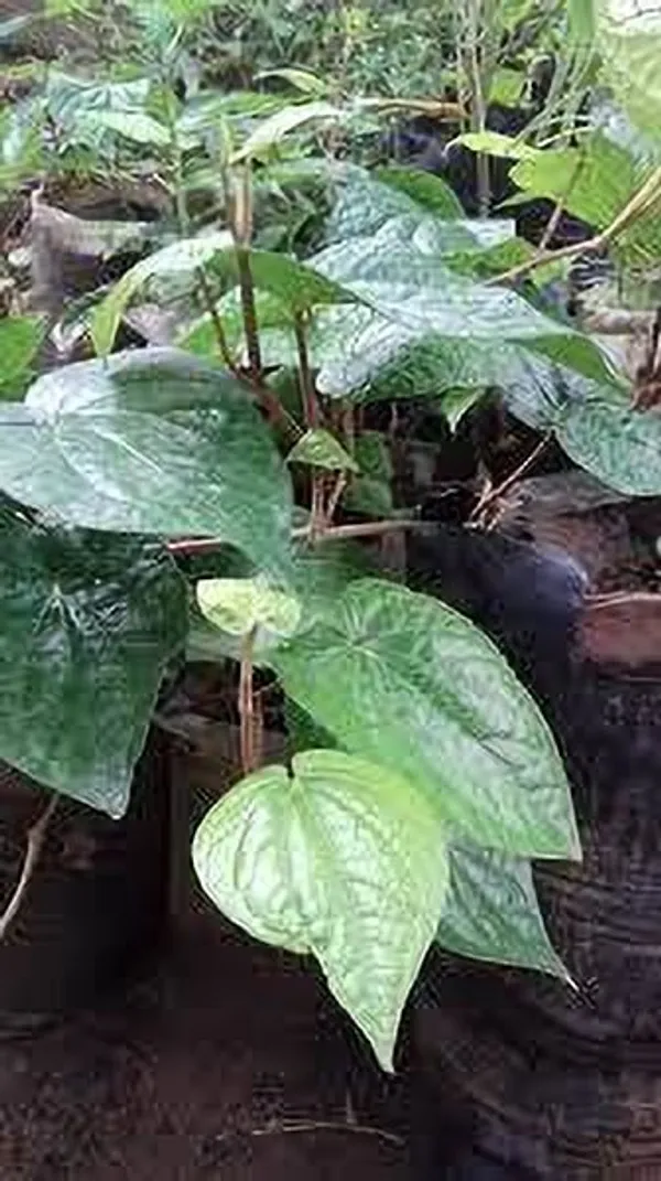 Betel_Leaf_Plant_(Hybrid,_Pack_of_1)