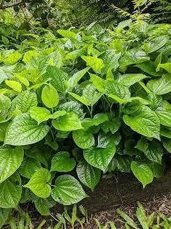 Betel_Leaf_Plant_(Hybrid,_Pack_of_1)