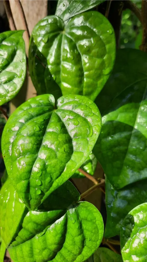 Betel_Leaf_Plant_(Hybrid,_Pack_of_1)