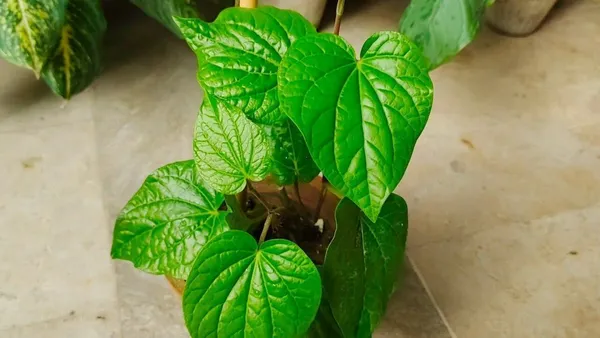Betel_Leaf_Plant_(Hybrid,_Pack_of_1)