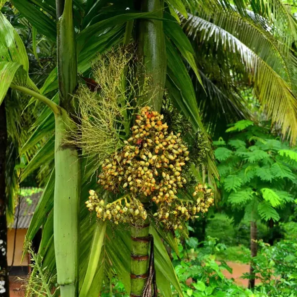 Betel_Nut/Supari_Plant_(Hybrid,_Pack_of_1)
