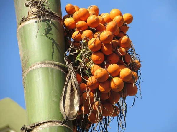 Betel_Nut/Supari_Plant_(Hybrid,_Pack_of_1)