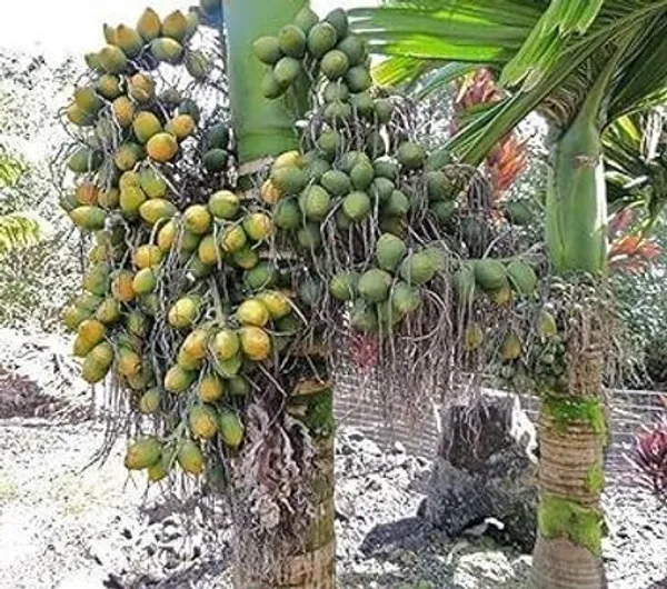 Betel_Nut/Supari_Plant_(Hybrid,_Pack_of_1)