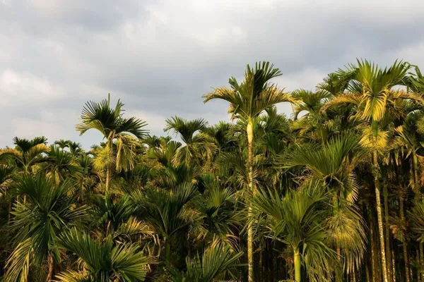 Betel_Nut/Supari_Plant_(Hybrid,_Pack_of_1)