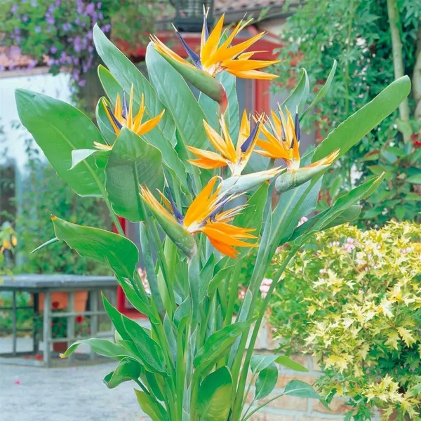 Paradise_Tree_Plant_(Hybrid,_Pack_of_1)