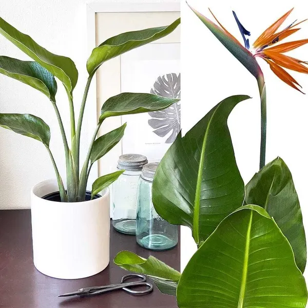 Paradise_Tree_Plant_(Hybrid,_Pack_of_1)