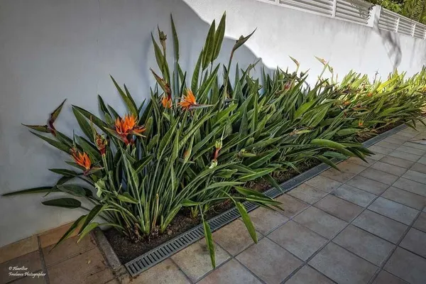 Paradise_Tree_Plant_(Hybrid,_Pack_of_1)