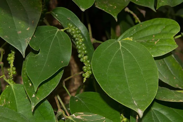 Black_Pepper_Plant_(Hybrid,_Pack_of_1)