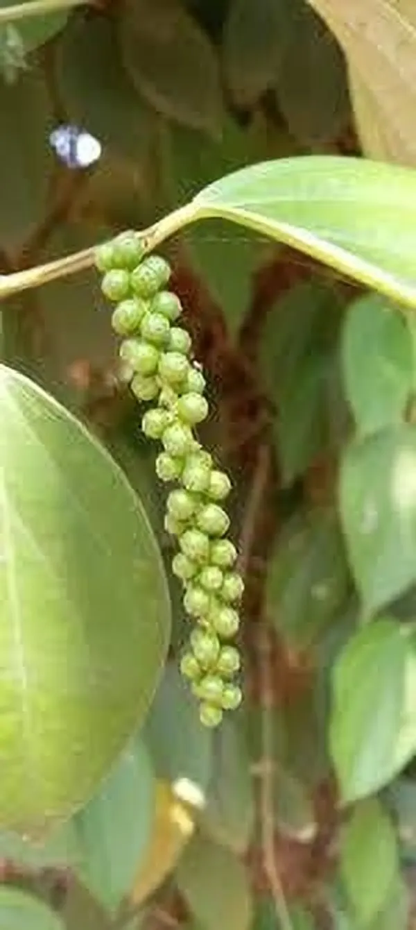 Black_Pepper_Plant_(Hybrid,_Pack_of_1)