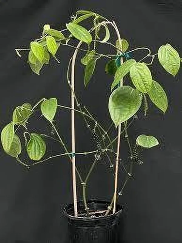 Black_Pepper_Plant_(Hybrid,_Pack_of_1)