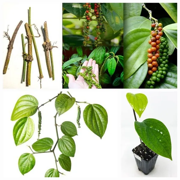 Black_Pepper_Plant_(Hybrid,_Pack_of_1)
