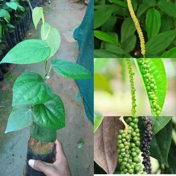 Black_Pepper_Plant_(Hybrid,_Pack_of_1)