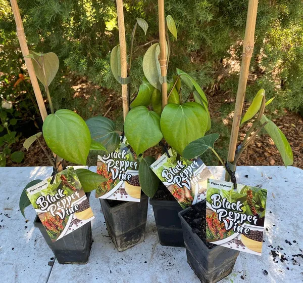 Black_Pepper_Plant_(Hybrid,_Pack_of_1)