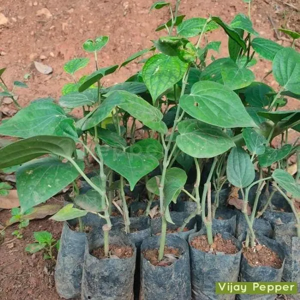 Black_Pepper_Plant_(Hybrid,_Pack_of_1)