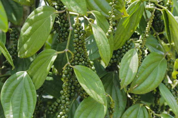 Black_Pepper_Plant_(Hybrid,_Pack_of_1)