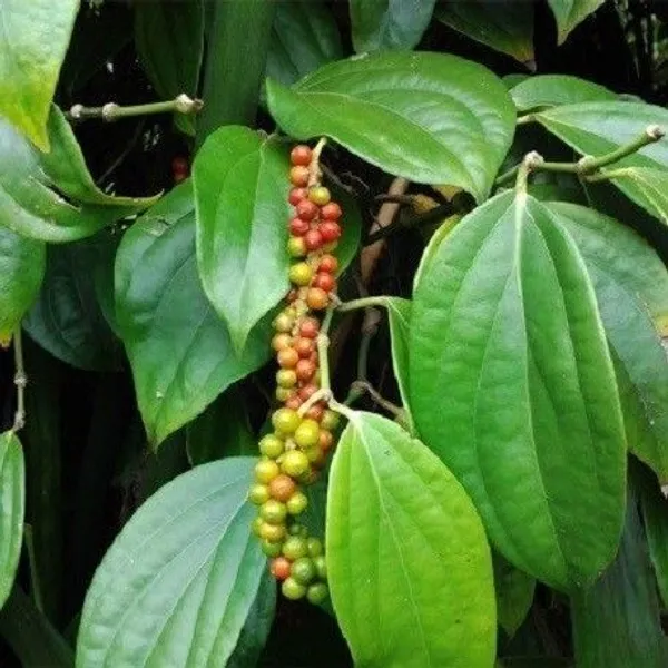 Black_Pepper_Plant_(Hybrid,_Pack_of_1)