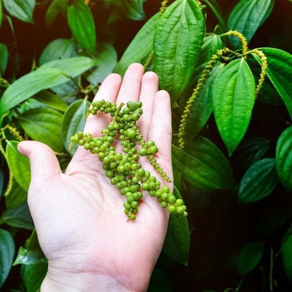 Black_Pepper_Plant_(Hybrid,_Pack_of_1)