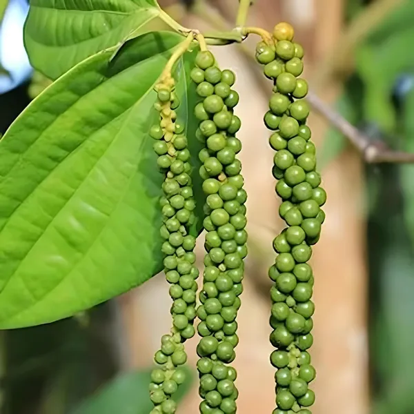 Black_Pepper_Plant_(Hybrid,_Pack_of_1)
