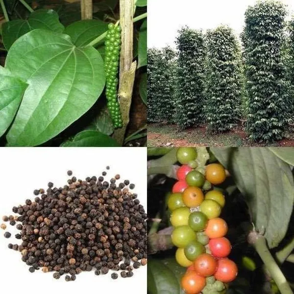 Black_Pepper_Plant_(Hybrid,_Pack_of_1)