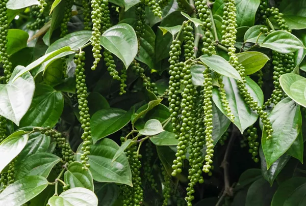 Black_Pepper_Plant_(Hybrid,_Pack_of_1)