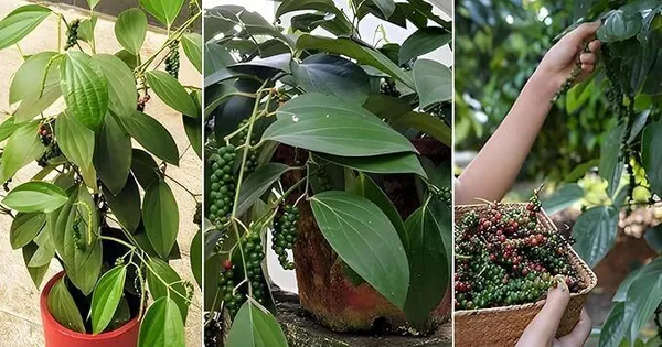 Black_Pepper_Plant_(Hybrid,_Pack_of_1)