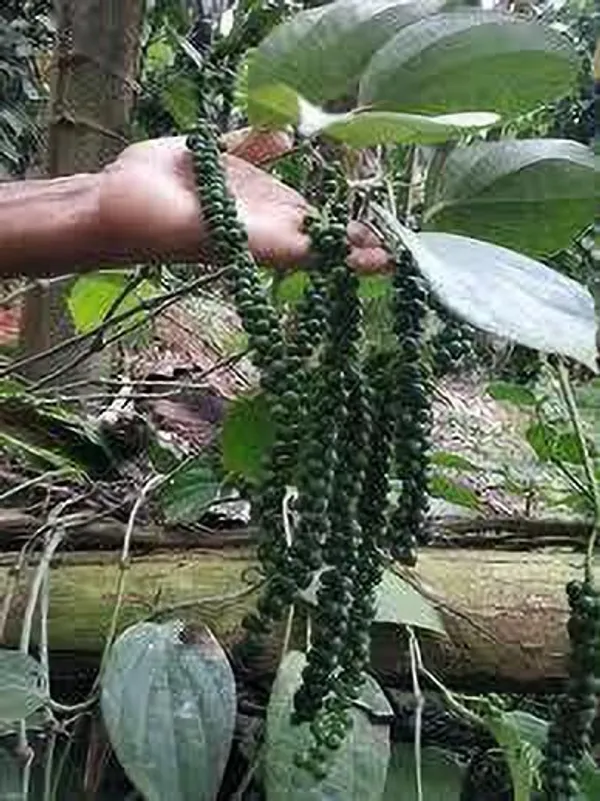 Black_Pepper_Plant_(Hybrid,_Pack_of_1)