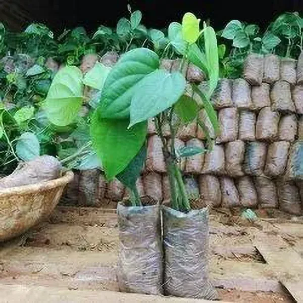 Black_Pepper_Plant_(Hybrid,_Pack_of_1)